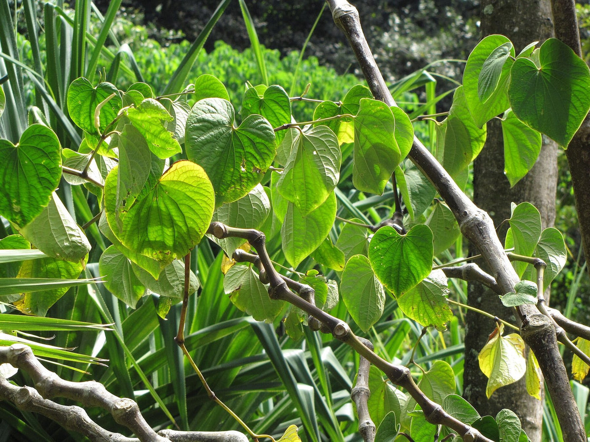 Heart-shaped leaves of the kava plant, Piper methysticum, backlit by sunlight